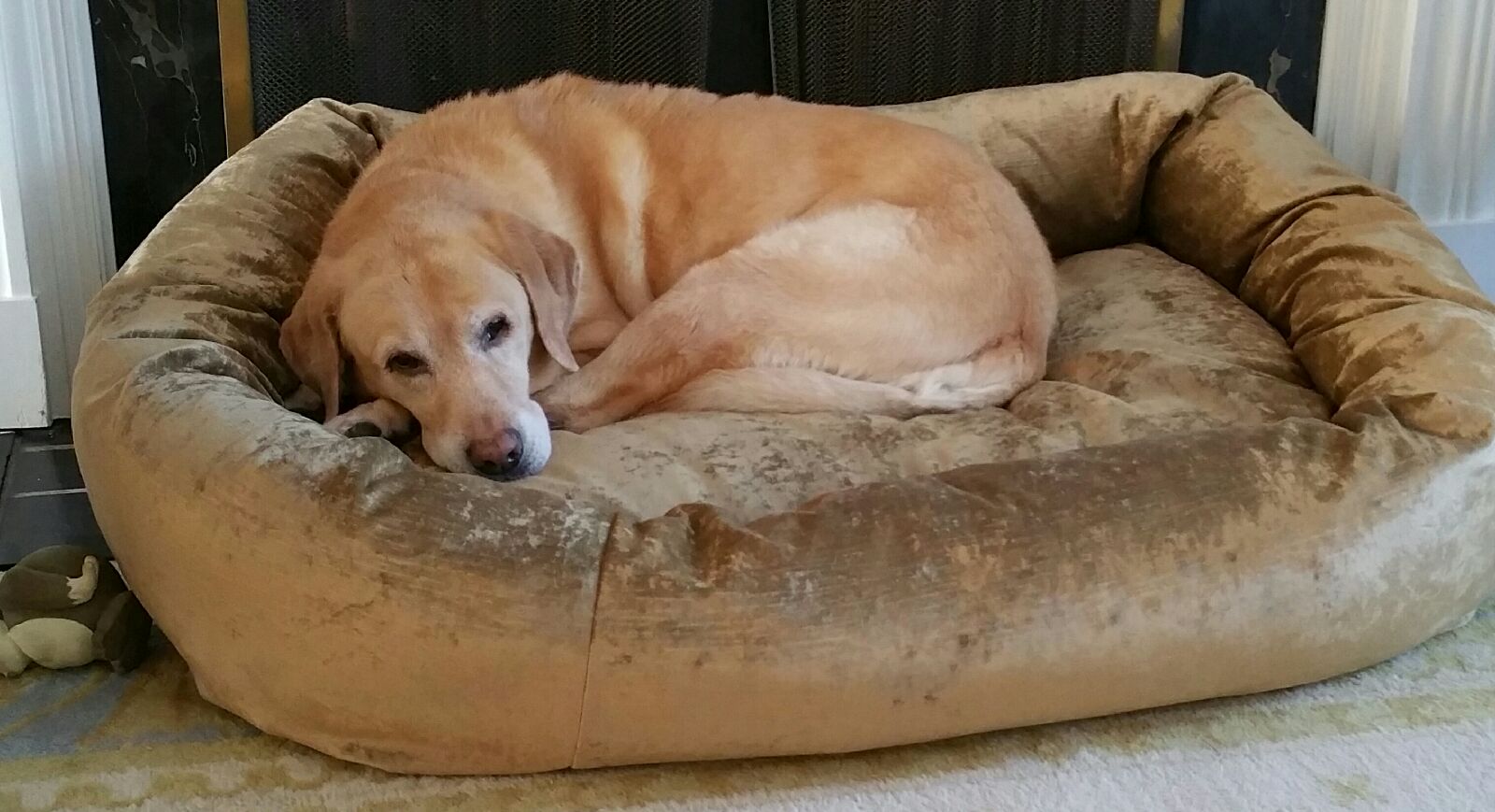 Mammoth Latex Dog Beds