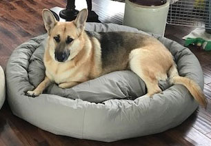 Mammoth Donut Dog Bed