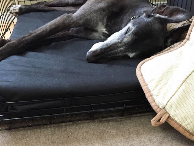 Crate beds for outlet puppies